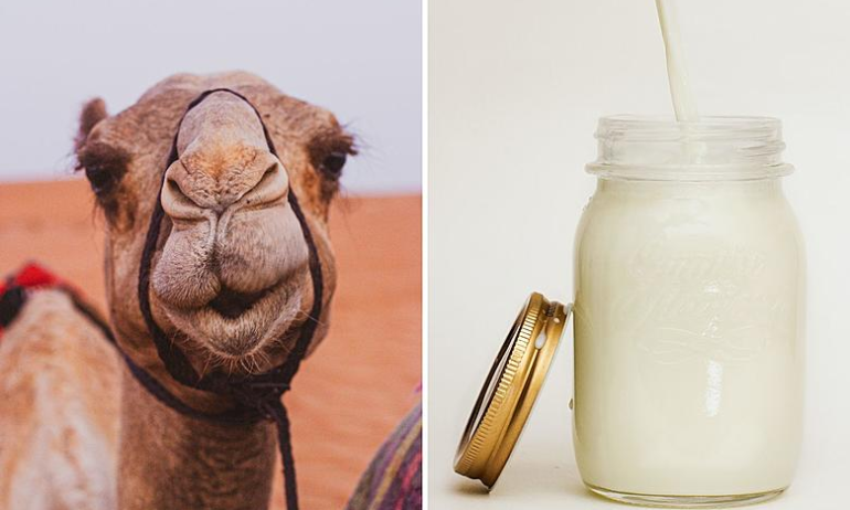 Camel Milk: From Niche to Powerhouse — Unlocking Growth Potential in MENA and Beyond